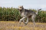 IRISH WOLFHOUND 152